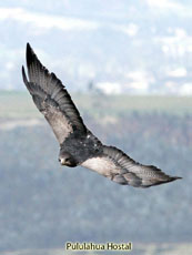 Black-chested Buzzard Eagle