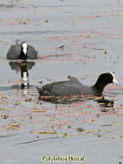 Andean Coot