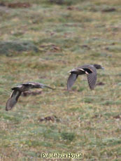 Andean Teal