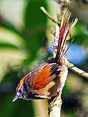 Azaras-spinetail