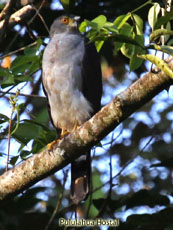 Bicolored Hawk