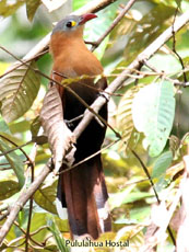 Black-bellied Cuckoo