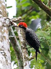 Black-cheeked Woodpecker