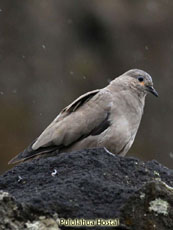 Black-winged Ground Dove