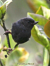 Black Flowerpiercer