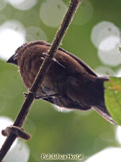 Large-billed Seed-Finch