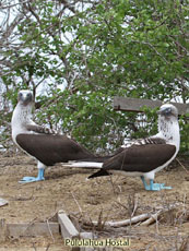 Blue-footed Booby