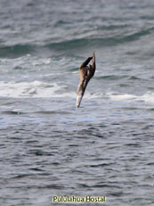 Blue-footed Booby