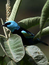 Blue-necked-Tanager