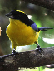 Blue-winged Mountain Tanager