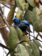 Blue Dacnis