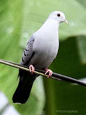 Blue Ground-Dove