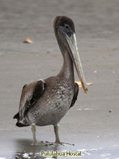 Brown Pelican