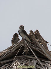 Brown-chested Martin