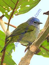 Capped Conebill