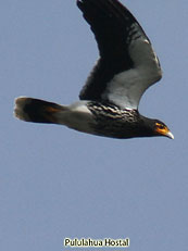 Carunculated Caracara