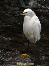 Cattle-Egret_Bubulcus-ibis