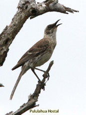 Chatham Mockingbird