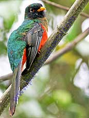 Masked Trogon