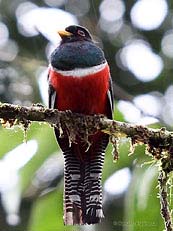 Collared Trogon