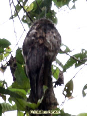 Common Potoo