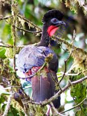 Crested Guan