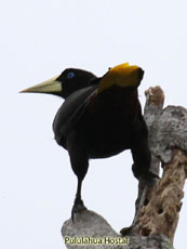 Crested Oropendola