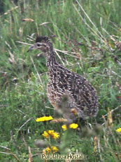 Curve-billed Tinamou_Nothoprocta curvirostris