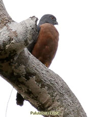 Double-toothed Kite