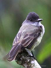 Dusky-capped Flycatcher