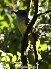 Dusky-capped Flycatcher