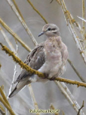 Eared Dove