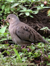 Ecuadorian Ground Dove