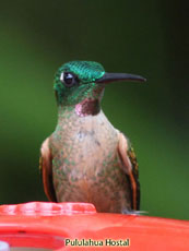 Fawn-breasted-Brilliant_Heliodoxa-gularis