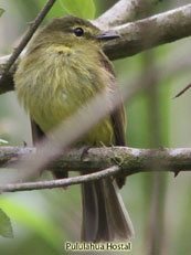 Flavescent Flycatcher