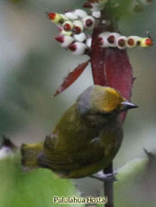 Fulvous-vented Euphonia