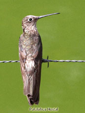 Giant Hummingbird