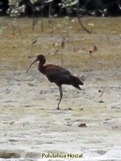 Glossy ibis