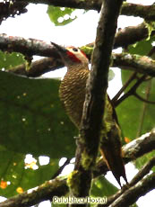 Golden-olive-Woodpecker