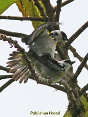 Gray-and-gold Tanager