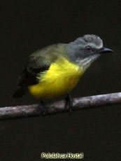 Gray-caped Flycatcher