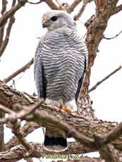 Gray Hawk