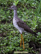 Greater Yellowlegs