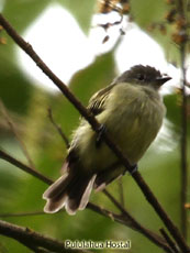 Greenish Elaenia