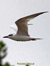 Gull-billed Tern