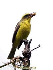 Lemon-browed Flycatcher - Conopias cinchoneti