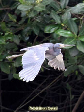 Little Blue Heron