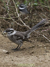 Long-tailed Mockingbird