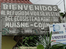 Muisne-Cojimies Mangrove Ecosystem