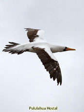 Nazca Booby